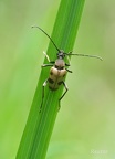 Gefleckter Blütenbock (Pachytodes cerambyciformis)